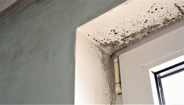Best Environmental Consulting for Mold Prevention  in Fate, TX
