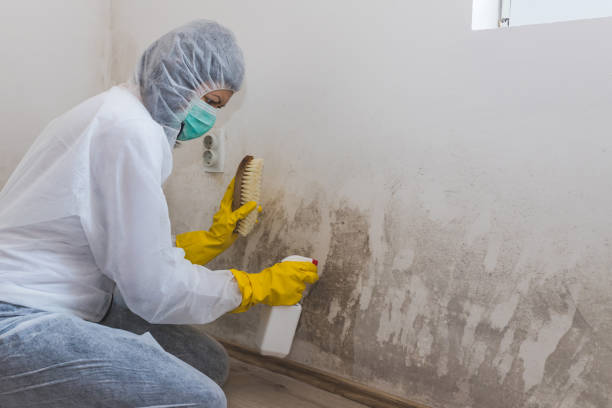 Best Mold Documentation for Insurance Claims  in Fate, TX
