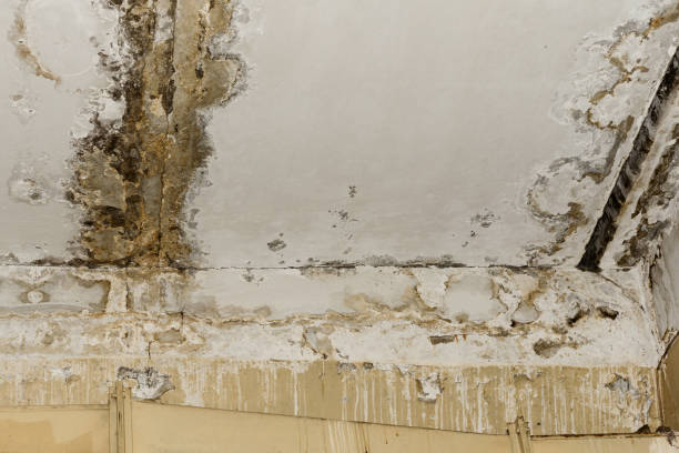 Best Asbestos and Lead Testing During Mold Inspection  in Fate, TX