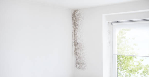 Best Forensic Mold Investigation  in Fate, TX