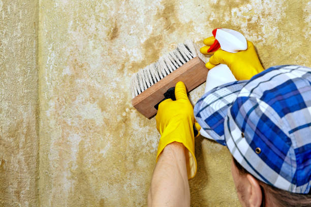 Best Mold Odor Removal Services  in Fate, TX
