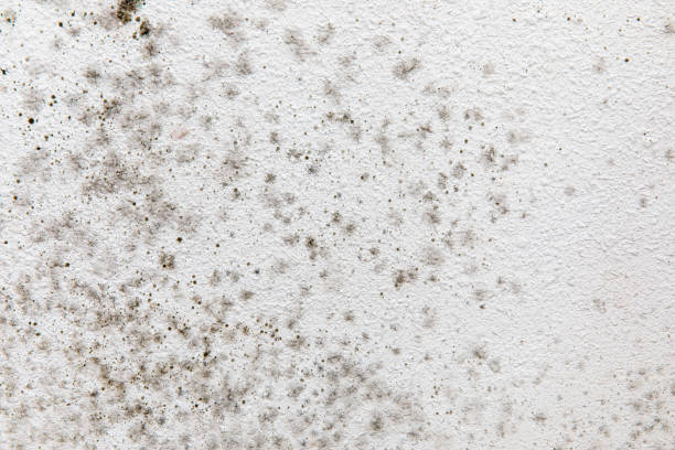 Best Mold Prevention Services  in Fate, TX