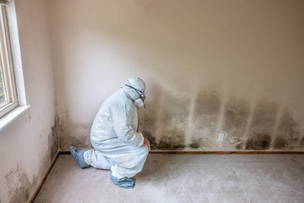 Forensic Mold Investigation in Fate, TX