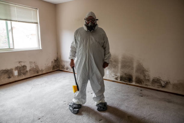 Best Black Mold Removal  in Fate, TX