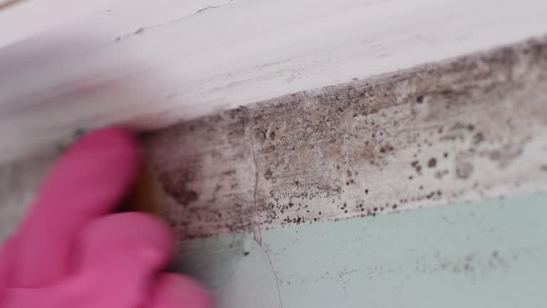 Best Mold Damage Restoration  in Fate, TX